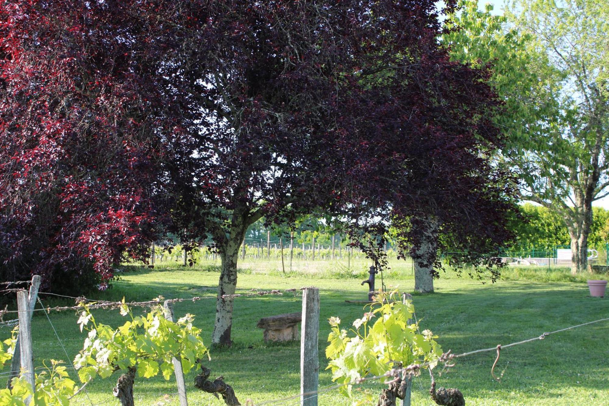 La Vigneraie De Laura Panzió Sainte-Colombe  Kültér fotó
